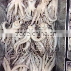 Frozen Squid Head From High Quality Illex Squids thumbnail-2