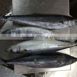 Whole Frozen Spanish Mackerel thumbnail-2