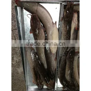 Good Quality Live Fish Catfish for Sale thumbnail-1