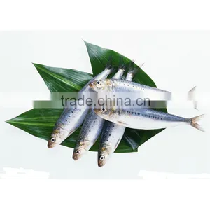 Best Quality Frozen Sardine for Market thumbnail-1