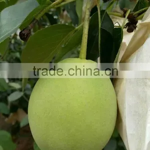 Year 2016 New Season Shandong Pears thumbnail-1