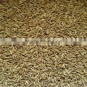 Cumin Seeds thumbnail-1