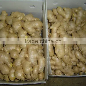 Air Dried Ginger thumbnail-4
