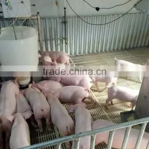 Automatic Feeder thumbnail-1