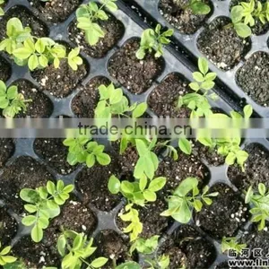 Wholesale Cheap Good Quality ps Cells Seedling Trays thumbnail-4