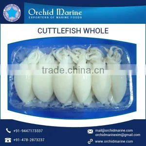 Cleaned and Frozen Whole Cuttle Fish at Export Price thumbnail-6