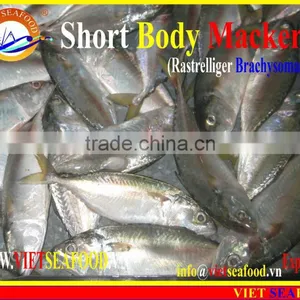 FROZEN SHORT BODY MACKEREL WHOLE ROUND thumbnail-1