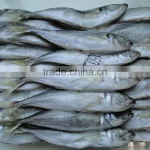 New Laning Whole Round Seafrozen Horse Mackerel for Canning With Good Quality and Competitive Price thumbnail-1