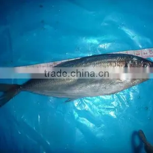 Trachurus Japnonicus Frozen Horse Mackerel Fish thumbnail-3