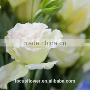 Fresh Cut Charming Champagne Eustoma Flowers With High Quality thumbnail-1