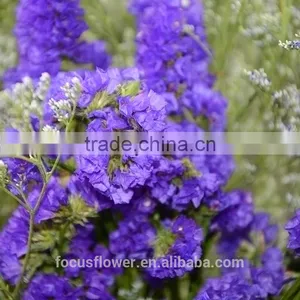 Flower Fresh Cut Flower Trusted Suppliers Purple Statice Popular Wholesale Festival Items thumbnail-4