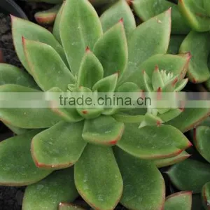 Succulent Plant Echeveria Agavoides, Decorative Plants Echeveria, Succulent Plants, Tropical Plants thumbnail-1