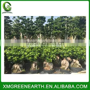 Ginseng Ficus 4kg thumbnail-1