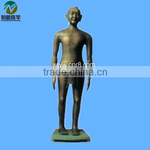 Shanghai, Chinon, 60cm Standard Anatomical Acupuncture Human Body Sims thumbnail-2