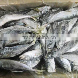Frozen Jack Mackerel Horse Mackerel thumbnail-1