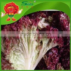 Free of Contamination Hotbed Red Leaf Lettuce thumbnail-2