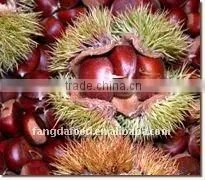 Chinese Organic Fresh Chestnut thumbnail-1