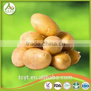 Best Quality Fresh Irish Potatoes Potato thumbnail-2