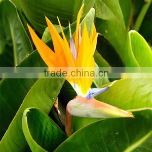 Fresh Cut Flowers Bird of Paradise Flowers thumbnail-4