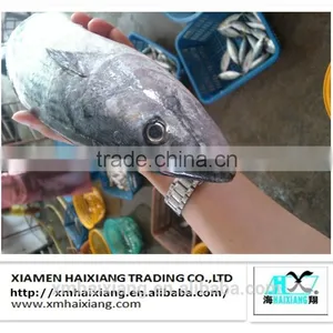 Frozen Seafood-Bonito Tuna in China thumbnail-5