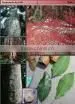 TIEGHEMELLA HECKELII thumbnail-1
