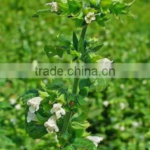 100% PURE & NATURAL LEMON BALM OIL thumbnail-1