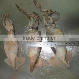Best Sea Export Dried Squid thumbnail-1