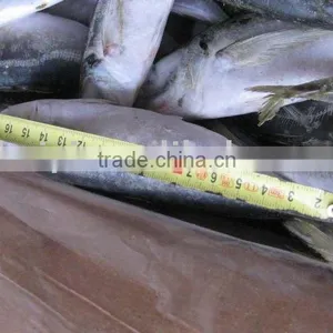FROZEN HORSE MACKEREL 20CM thumbnail-1