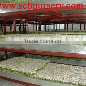 Lucky Bamboo Dracaena Sanderiana Nursery thumbnail-3
