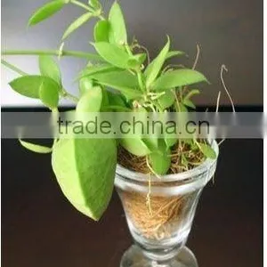 PT-002 Aselepiadaccae Dischidia Pectinoides Pot Plant thumbnail-1