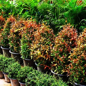 Customized Size Indoor Potted Plants Decoration Landscaping Multicolor thumbnail-1