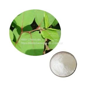 Factory Supply Natural Giant Knotweed Extract/ Resveratrol 50%-99% thumbnail-1
