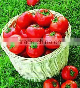 Standing Pouch Tomato Paste Brix 22-24 and 28-30 % thumbnail-1