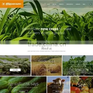 Small Business Website Design thumbnail-3