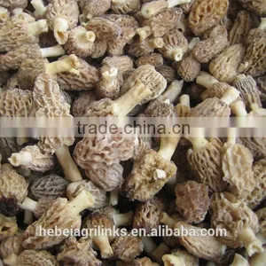 IQF Frozen Style Chinese Morel Mushroom thumbnail-2