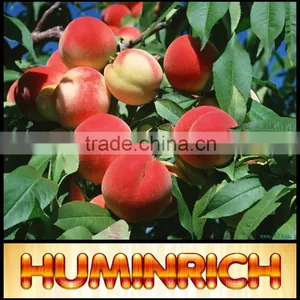 Relationship Between Root Growth And Fertilization Of Fruit Trees thumbnail-4
