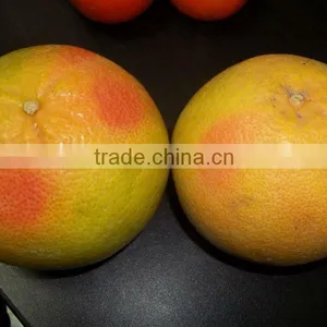 Grapefruits thumbnail-1