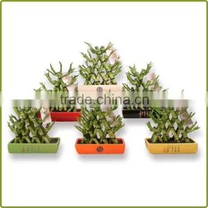 Small Triangle Pyramid Lucky Bamboo Air Bonsai Tree DRACAENA SANDERIANA Indoor Ornamental Aquatic Water Plants Garden Decoration thumbnail-3