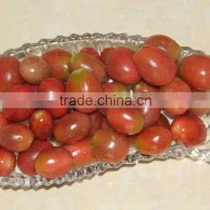 Export Fresh Sweet Cherry Tomato thumbnail-2