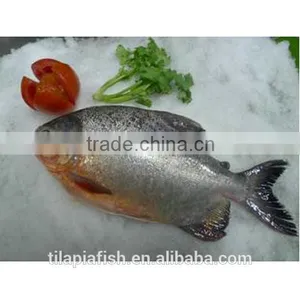 Whole Round Fresh Pomfret Fish in China for Exporting thumbnail-1