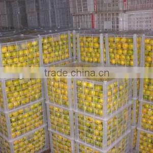 Citrus Fruit Orange thumbnail-1