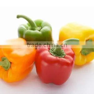 Color Pepper ( GREEN - YELLOW - RED ) thumbnail-4