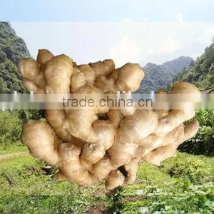 2014 New Air Dry Fresh Ginger thumbnail-1