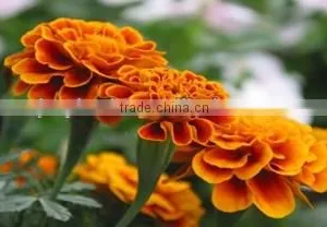 Tagetes Erecta Extract Powder thumbnail-1