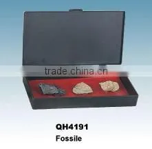 Fossil thumbnail-1