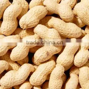 Raw Peanuts in Shell thumbnail-3
