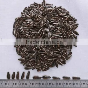 Well Selected Sunflower Seeds 5009 thumbnail-2