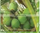 CULINARY VIRGIN COCONUT OIL - Non-RBD, 100% Natural & Zero Cholesterol thumbnail-2