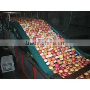 Fruit Washing Grading Machine/tomato Grade Line thumbnail-2