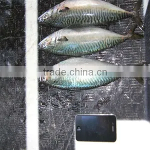 Frozen Cooked Seafood and Good Sea Food thumbnail-1